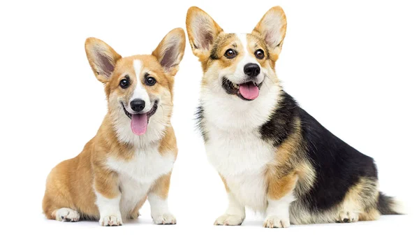 Dog looks breed welsh corgi pembroke tricolor — Stock Photo, Image