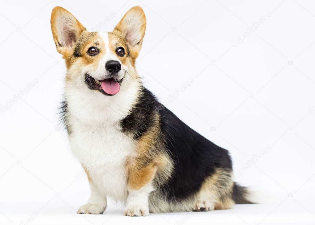 adult dog looks breed welsh corgi pembroke tricolor