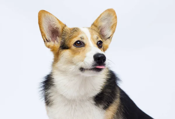 Adulto gallese cane razza corgi su uno sfondo bianco — Foto Stock