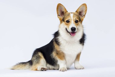 beyaz bir arka plan üzerinde tam büyüme oturan galler corgi cins köpek