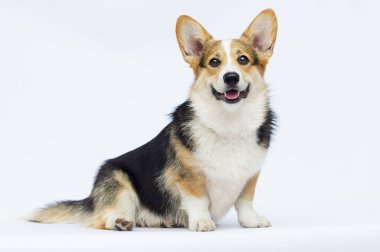 beyaz bir arka plan üzerinde tam büyüme oturan galler corgi cins köpek