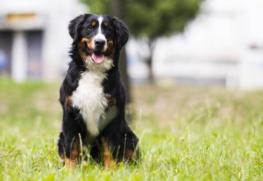 yaz aylarında çim bernese dağ köpeği