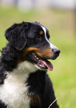 yaz aylarında çim bernese dağ köpeği