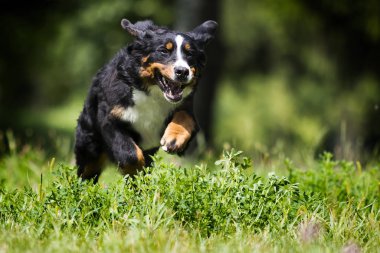 beyaz bir arka plan üzerinde tam büyüme oturan galler corgi cins köpek