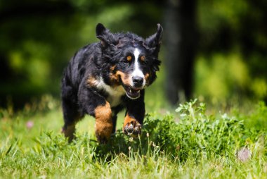 yaz aylarında çim bernese dağ köpeği