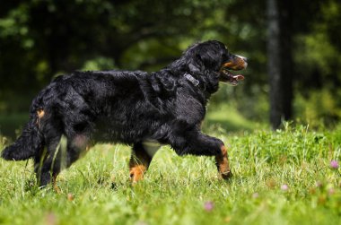 yaz aylarında çim bernese dağ köpeği