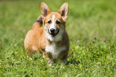 yaz aylarında çim üzerinde galler corgi köpek yavrusu