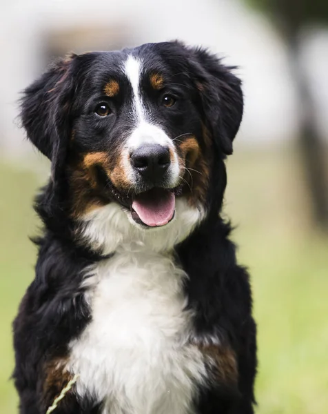 Bernese cão de montanha na grama no verão — Fotografia de Stock