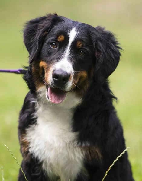 Bernese perro de montaña en la hierba en verano — Foto de Stock