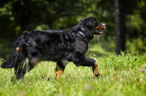 Bernese perro de montaña en la hierba en verano — Foto de Stock