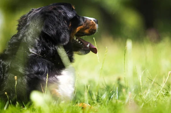 Bernese horský pes na trávě v létě — Stock fotografie