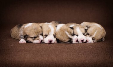 yeni doğan yavru geriye doğru bir satır yalan, Galler Corgi cins