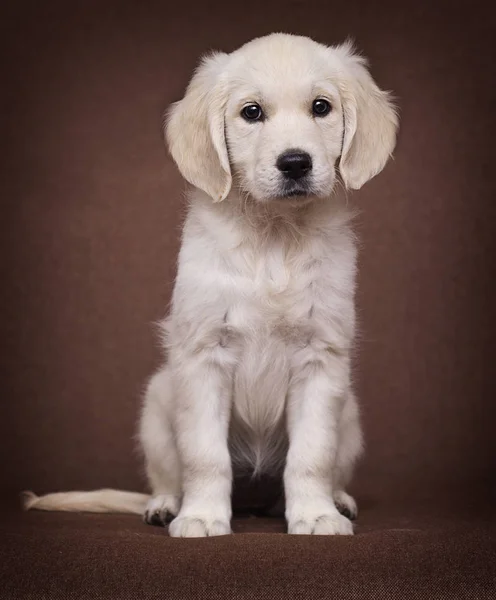 Golden retriever puppy looking indoors — Stock Photo, Image