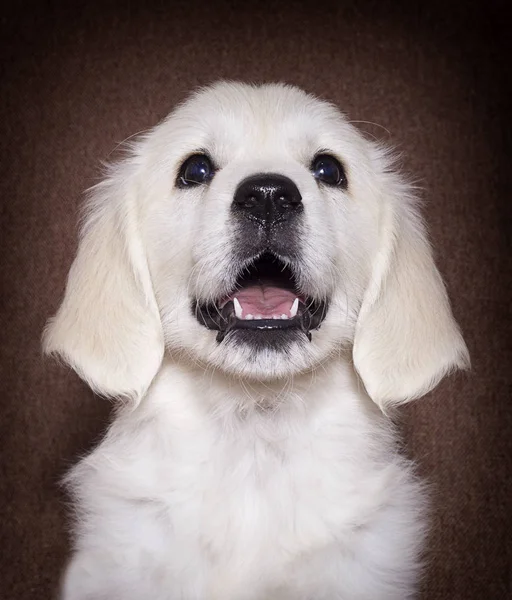屋内を見てゴールデンレトリバー子犬 — ストック写真