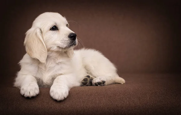 Золотистый ретривер щенок смотрит в помещении — стоковое фото