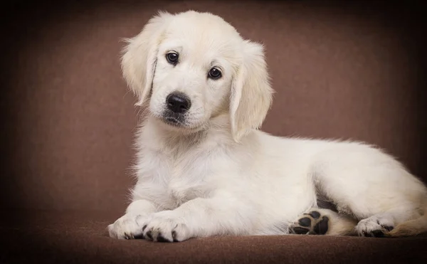 Золотистый ретривер щенок смотрит в помещении — стоковое фото