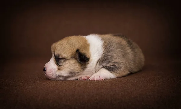 Newborn puppy lie welsh corgi breed — Stock Photo, Image