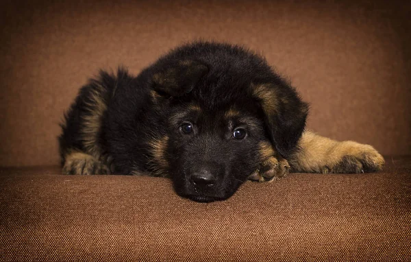 Duitse herder puppy op zoek binnenshuis — Stockfoto