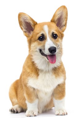 zencefil galce corgi köpek kameraya bakarak