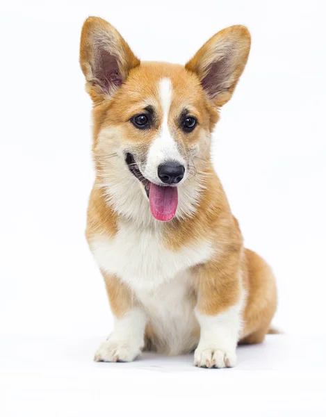 Rosso gallese corgi cucciolo cercando — Foto Stock