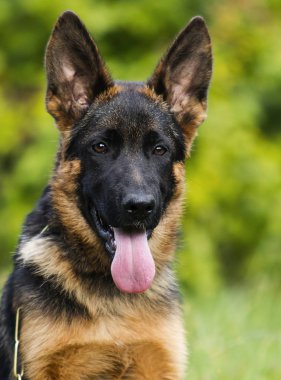 Alman çoban köpeği çimenlerin üzerinde görünüyor