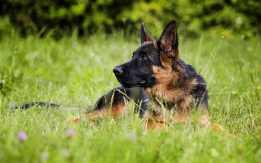 Alman çoban köpeği çimenlerin üzerinde görünüyor