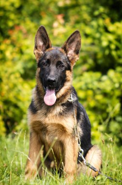 Alman çoban köpeği çimenlerin üzerinde görünüyor