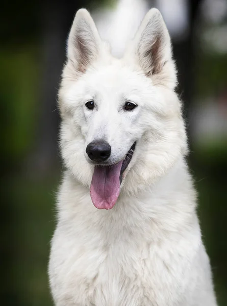Branco suíço pastor cão adolescente na grama — Fotografia de Stock