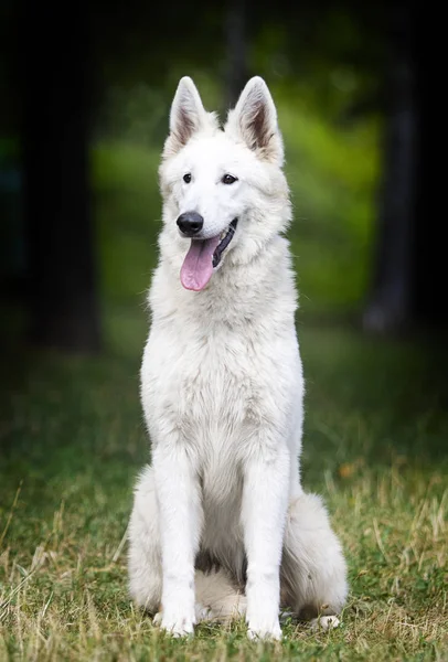 Çim üzerinde beyaz İsviçre çoban köpeği genç — Stok fotoğraf