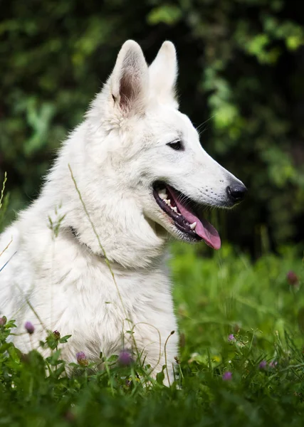 草の上に白いスイスの羊飼いの犬のティーンエイジャー — ストック写真