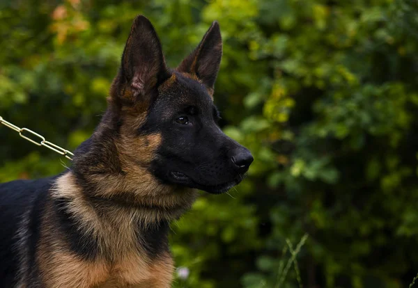 Berger allemand chiot regarde sur l'herbe — Photo