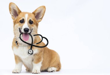 veteriner köpek yavrusu oturur ve görünüyor, doğurmak galce corgi pembroke