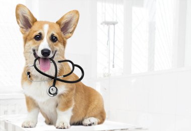 veteriner köpek yavrusu oturur ve görünüyor, doğurmak galce corgi pembroke