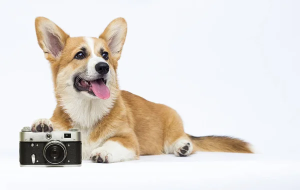 Dog photographer, Welsh Corgi breed — Stock Photo, Image