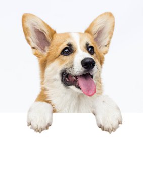 galce corgi köpek peeps dışarı