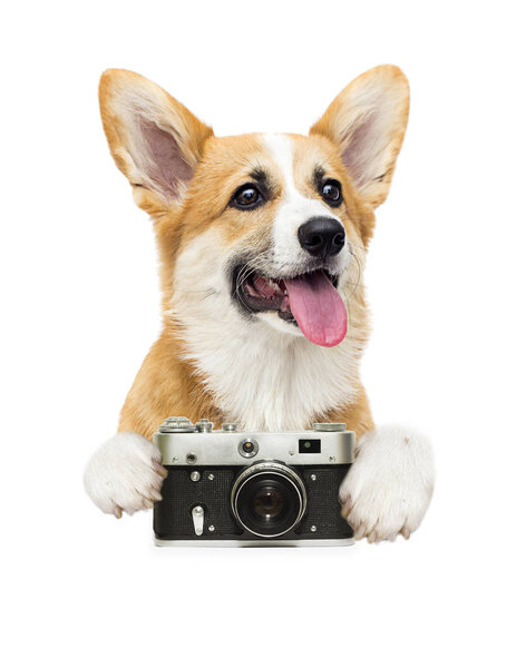 фотограф и фотограф, валлийский корги
