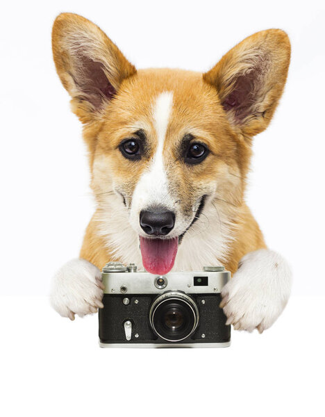 фотограф и фотограф, валлийский корги
