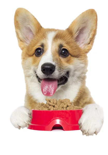 Cão e comida seca, corgi galês — Fotografia de Stock