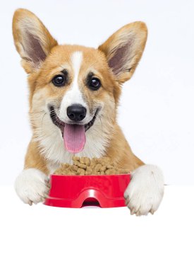 köpek ve kuru gıda, galce corgi