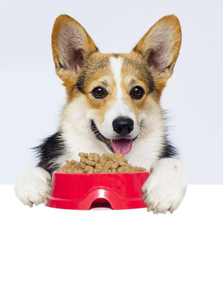 Dog and dry food, welsh corgi Royalty Free Stock Images