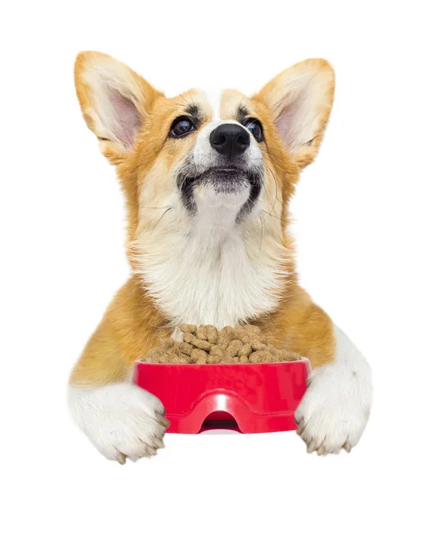 Cibo per cani e secchi, corgi gallesi — Foto Stock