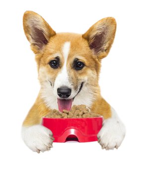 köpek ve kuru gıda, galce corgi