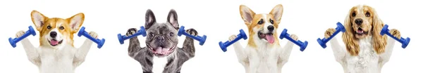Honden fitness training met dumbbells — Stockfoto
