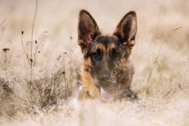 yaz aylarında çim üzerinde çoban yavrusu