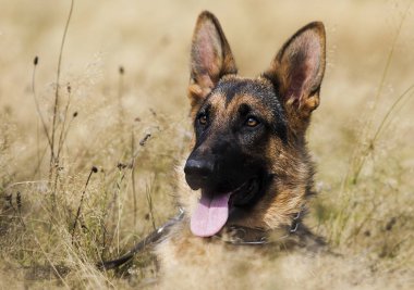 yaz aylarında çim üzerinde çoban yavrusu