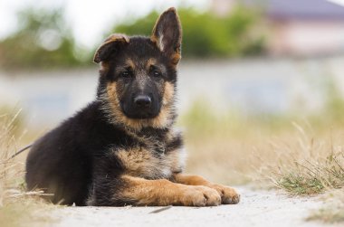 yaz aylarında çim üzerinde çoban yavrusu