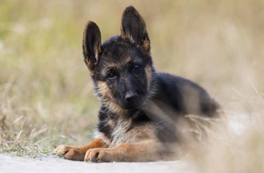 yaz aylarında çim üzerinde çoban yavrusu