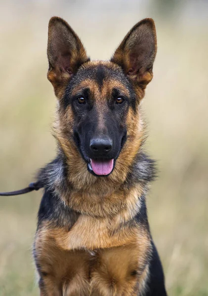 Schäferhund-Welpe im Sommer im Gras — Stockfoto