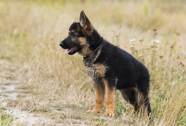 Shepherd puppy on the grass in summer — Stock Photo, Image