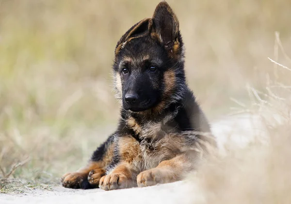 Shepherd puppy on the grass in summer — Stock Photo, Image